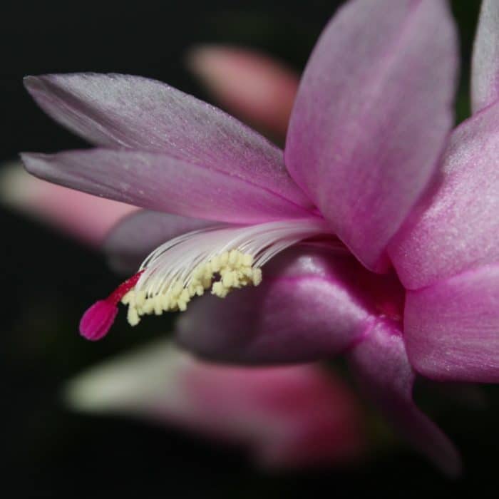 christmas cactus flower