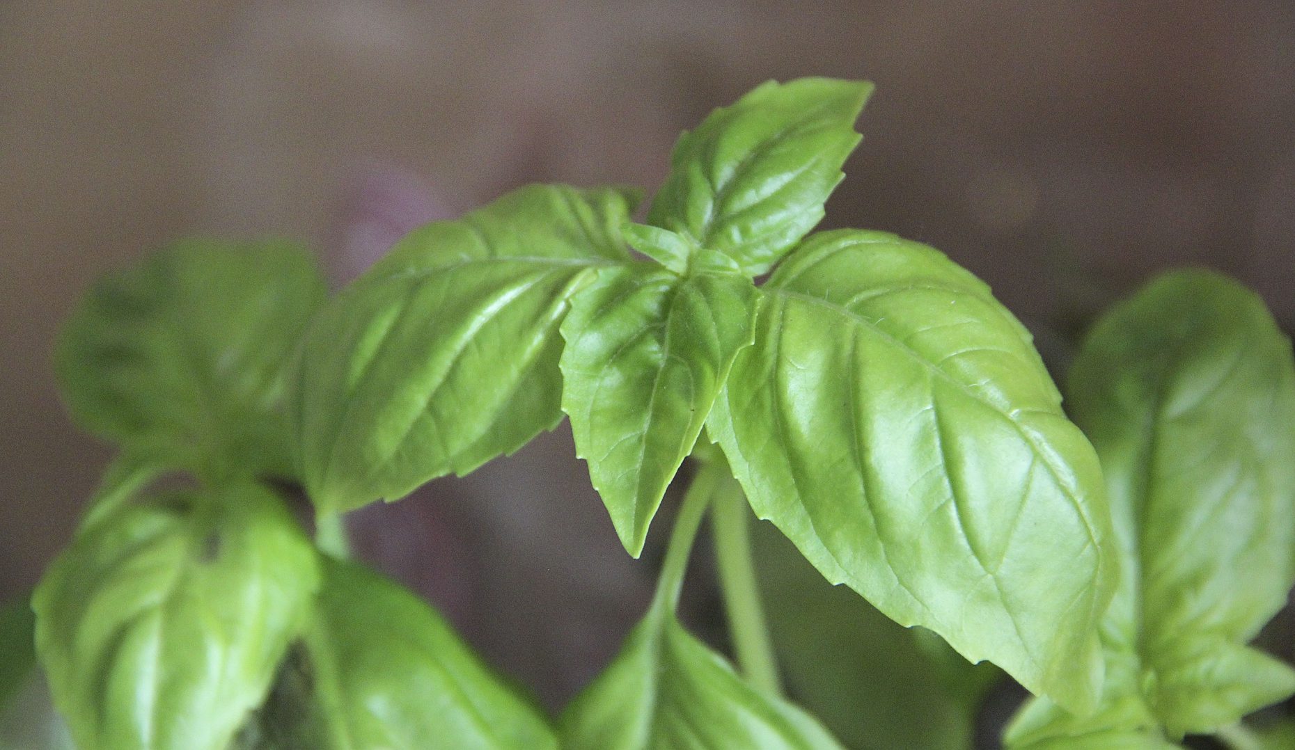 How to Care for a Basil Plant Indoor Plant Guides