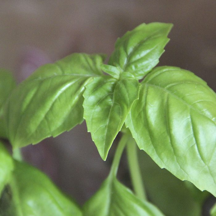 close up basil leaves