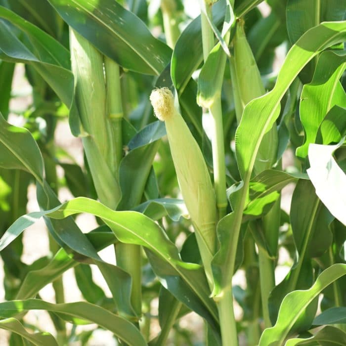 corn plant