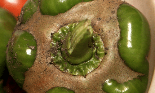 cyclamen mites small