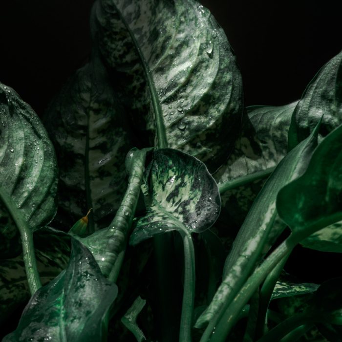 dark dumb cane with waterdrops