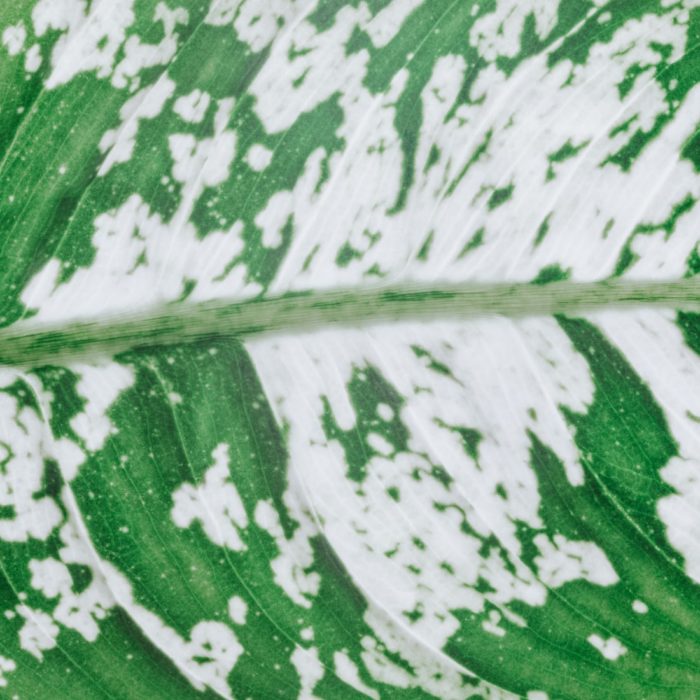 dumb cane close up