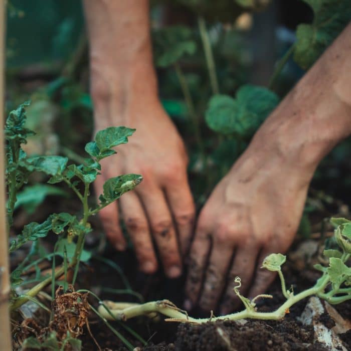 gardening