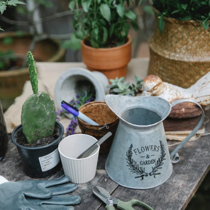 gardening tools and cactus