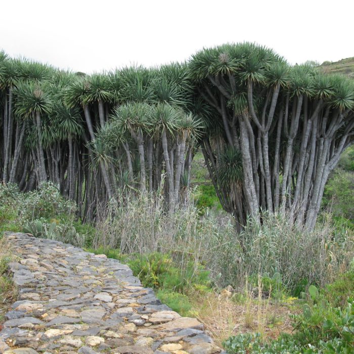 grove of dragon trees