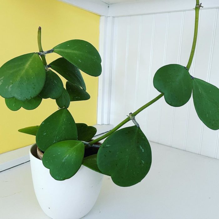 hoya kerrii in white pot