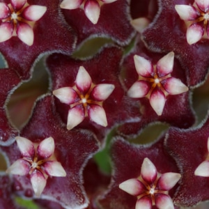 hoya-waxplant-pink-thumbnail