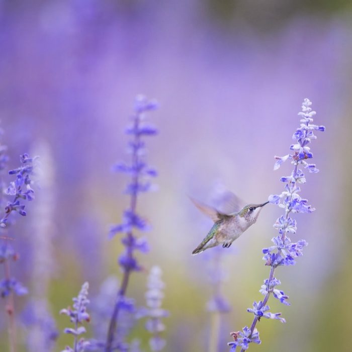 humming bird and lavender