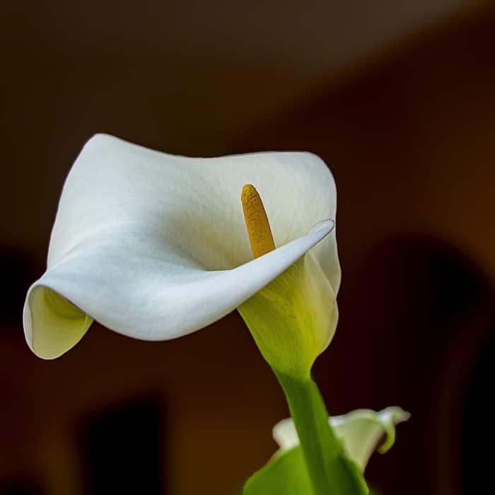 indoor calla lily