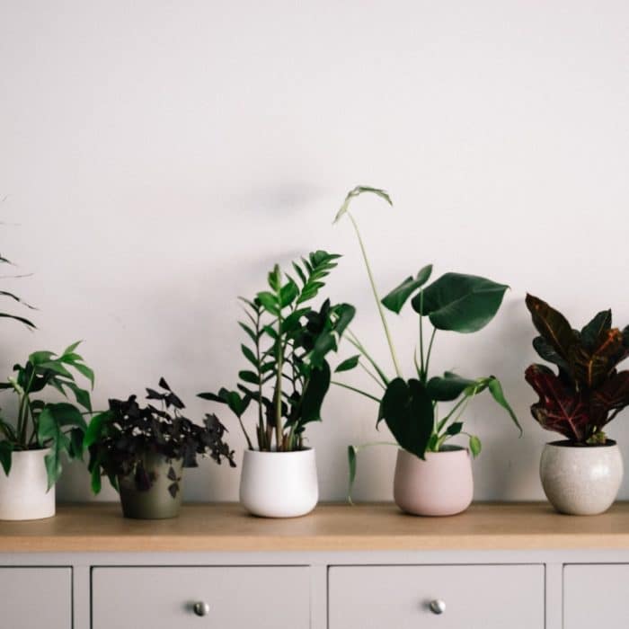 indoor plants on drawers