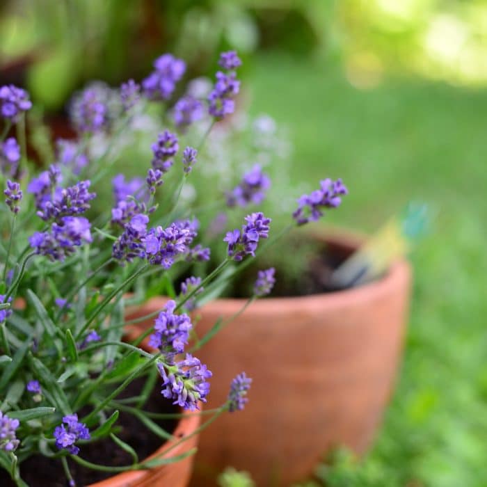 lavender in pots on grass