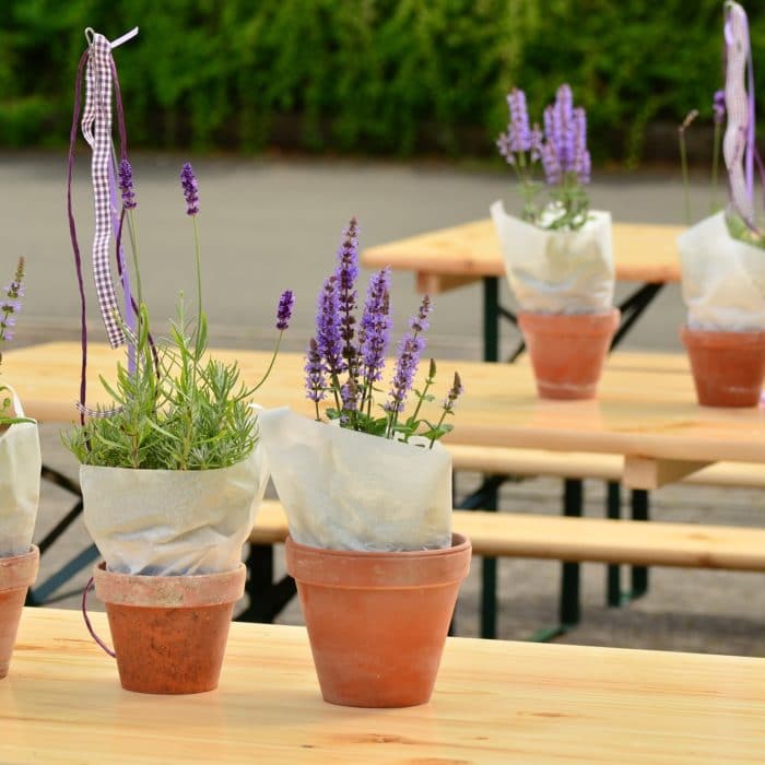lavender in pots on tables