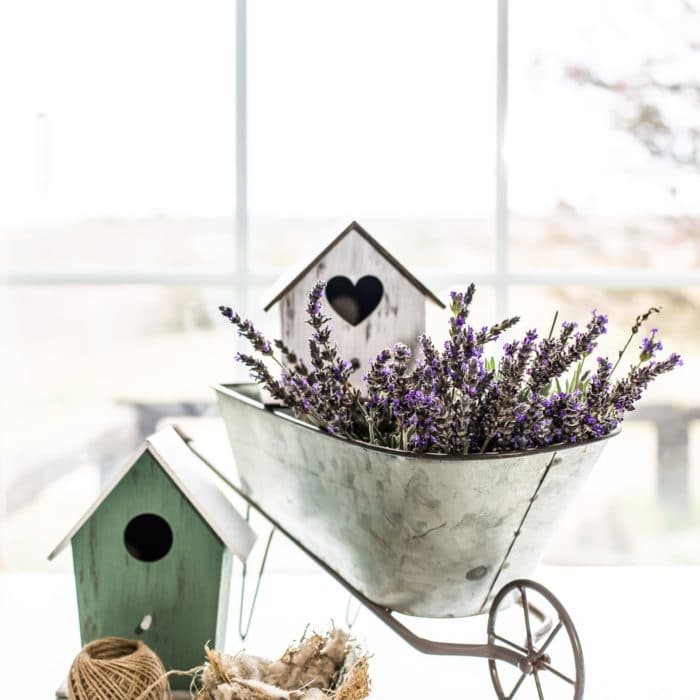 lavender in wheelbarrow