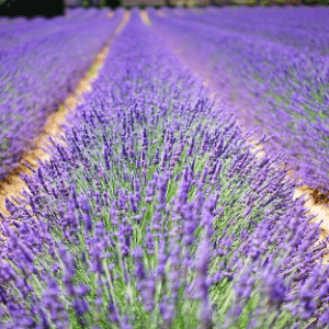 lavender