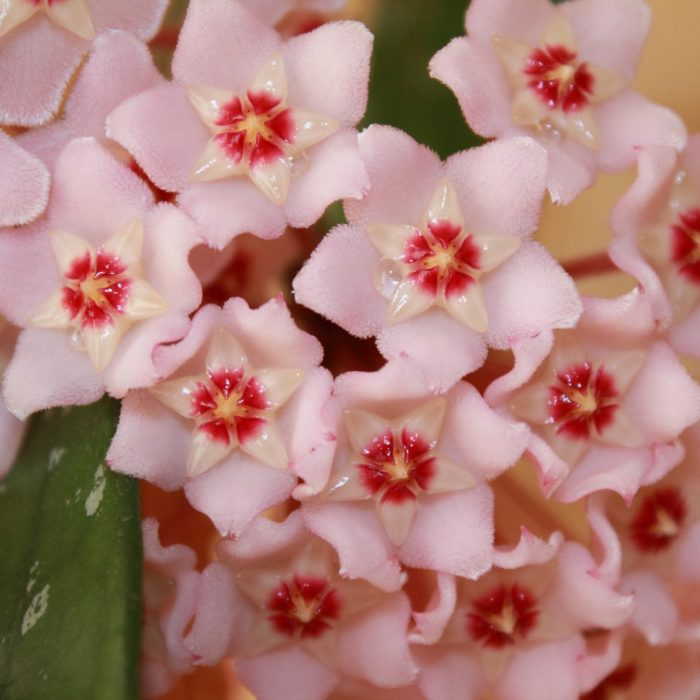 light pink hoya wax plant