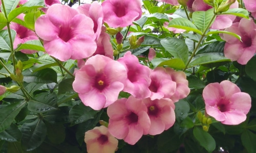 pink mandevilla