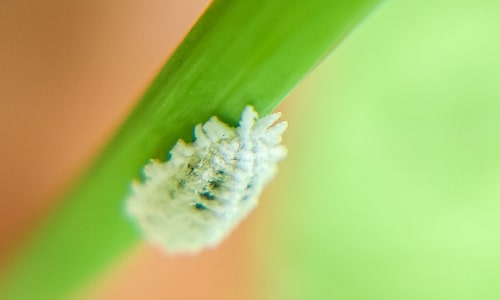 mealybug