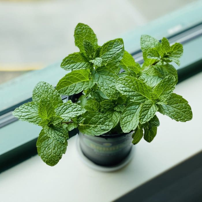 mint plant