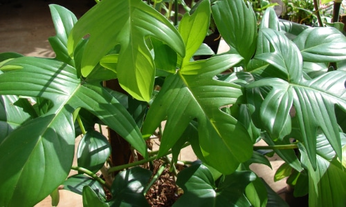philodendron leaves