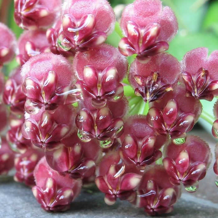 pink hoya kentiana