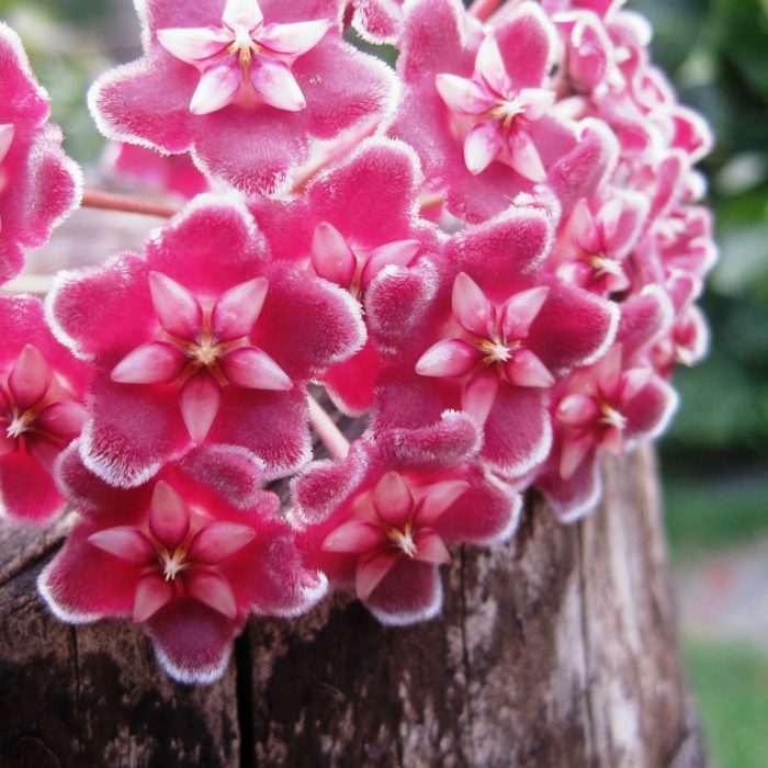 pink hoya wax plant on stump