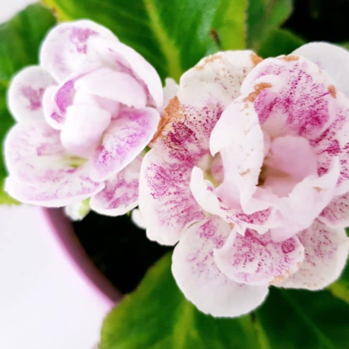 pink speckled white gloxinia