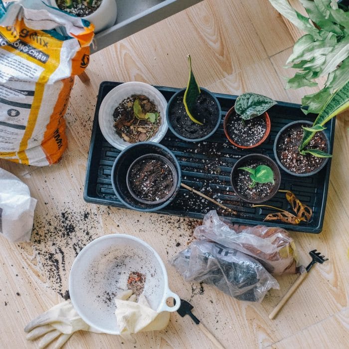 propagating several plants