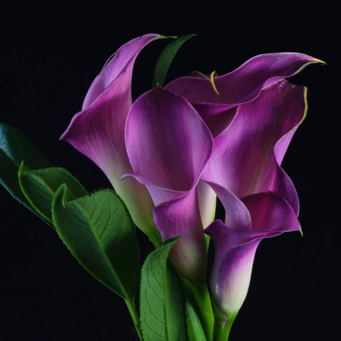 purple calla lilies