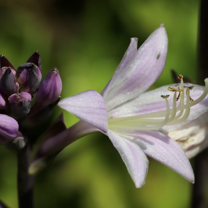 purple hosta