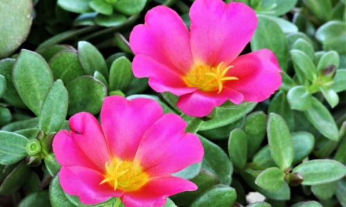 pink purslane