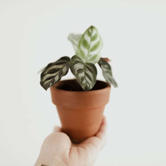 small pot with green and white plant