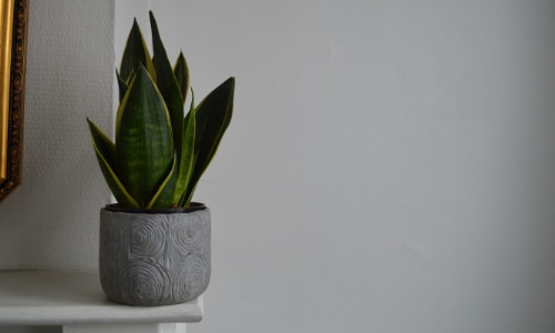 snake plant in grey pot and white background