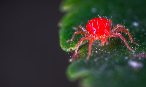 spider mites