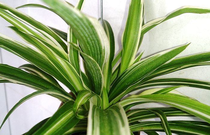 spider plant