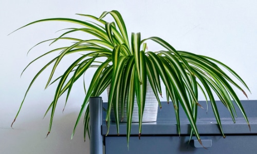 spider plant in white pot on blue desk