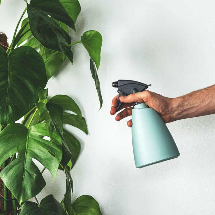 spraying indoor plant with blue spray bottle