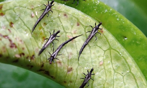 thrips on leaf