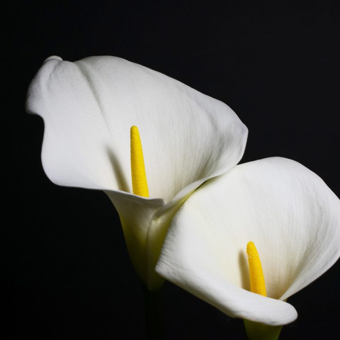 two white calla lilies with black background