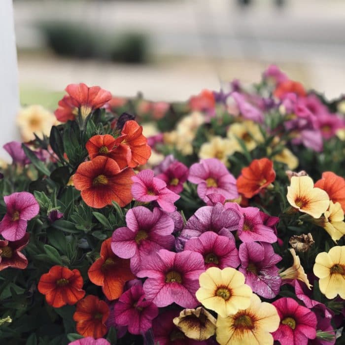 variety of petunias