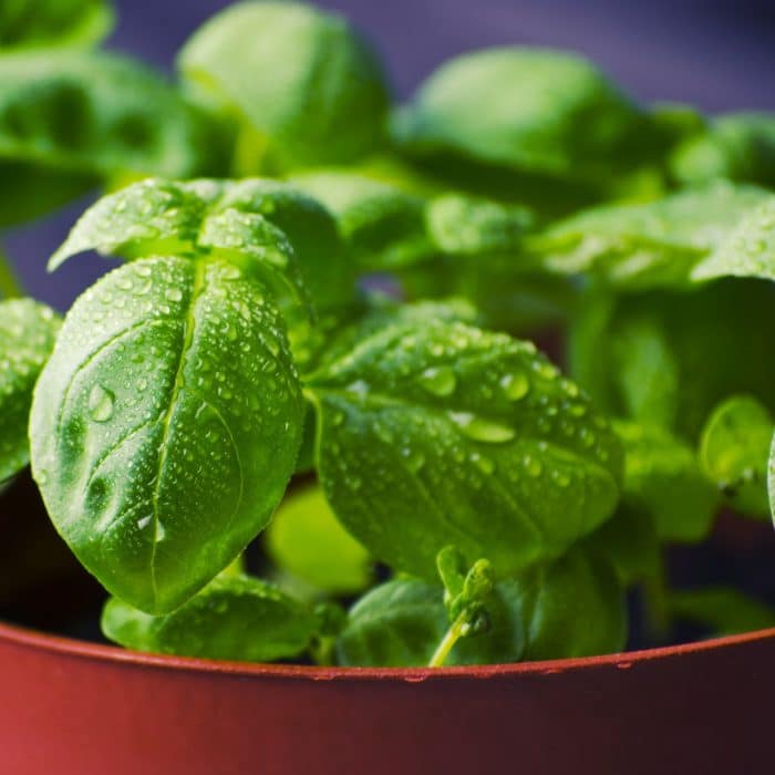 wet basil in pot