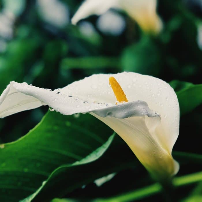 white calla lily with dew drops