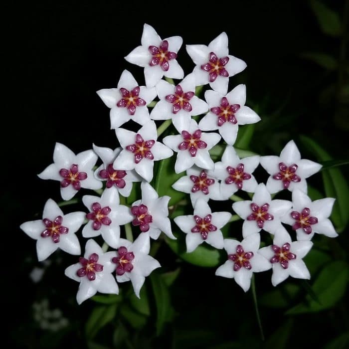 white hoya in triangle shape