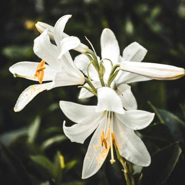 white lilies