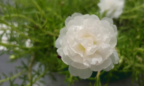 white moss rose