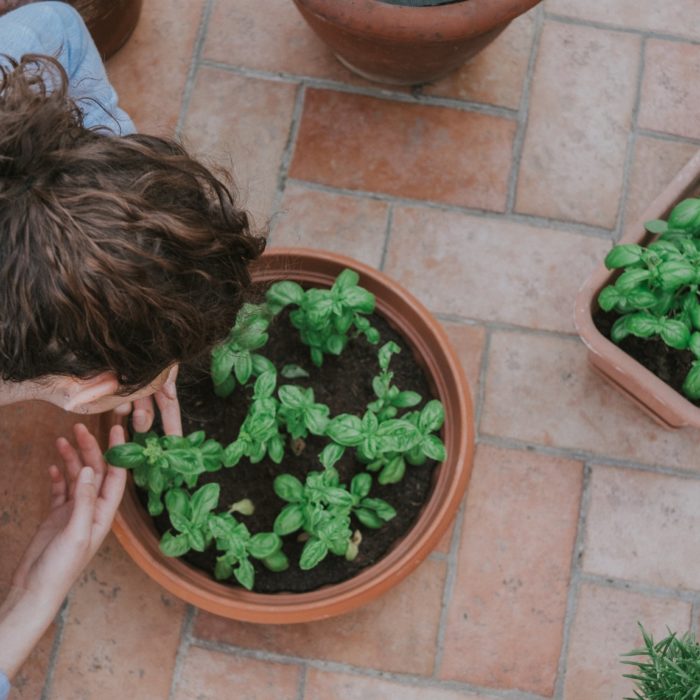 woman and potted basil