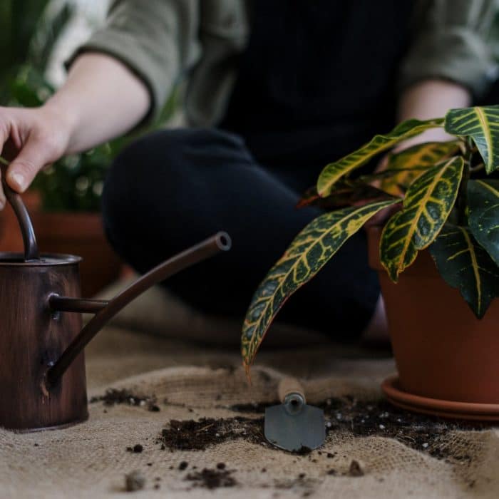 woman working on indoor plants