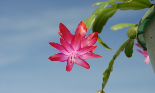 Christmas cactus small