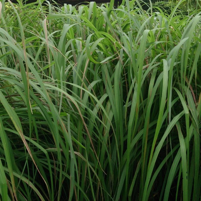 Citronella_(Cymbopogon_nardus)_1