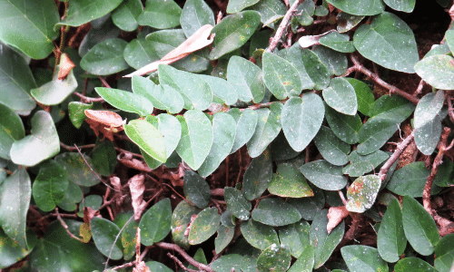 Creeping fig small